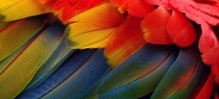 Cultura y Paisajes del Amazonas
